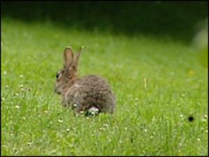 Un asesino en serie de conejos aterroriza Alemania